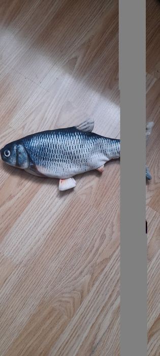 Ryba dającą odgłosy