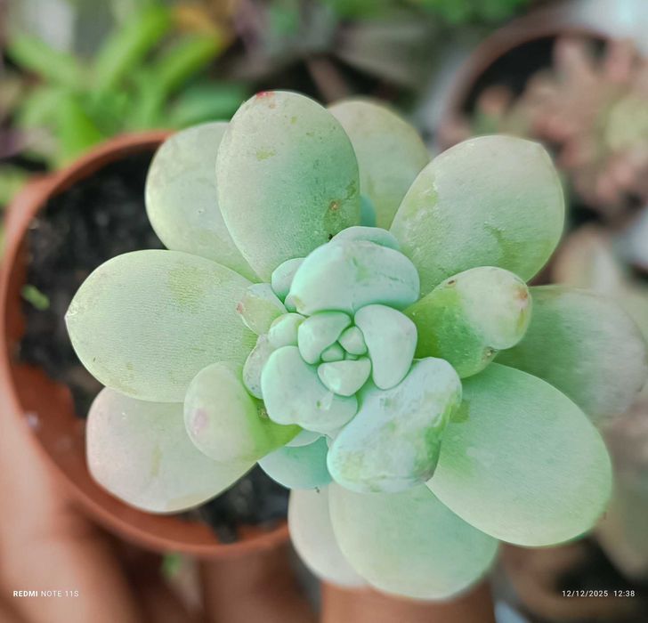 Suculentas de fácil cultivo a 1.50€