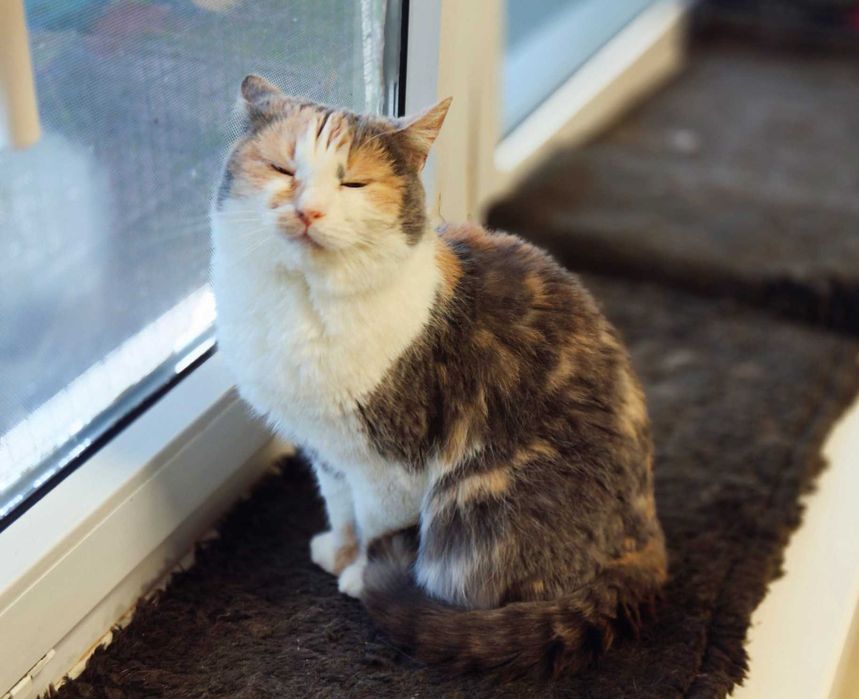 Мальва, 1,5 года, лапочка-трехцветочка в ожидании чуда! Кошка кот