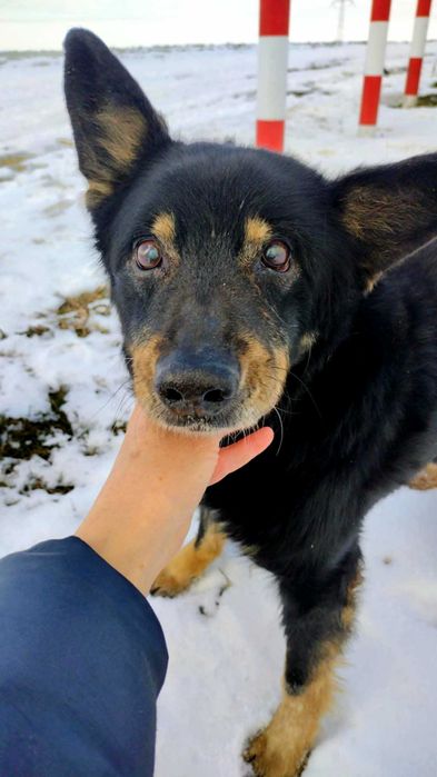 Senior Trampuś szuka domu. Pies do adopcji.