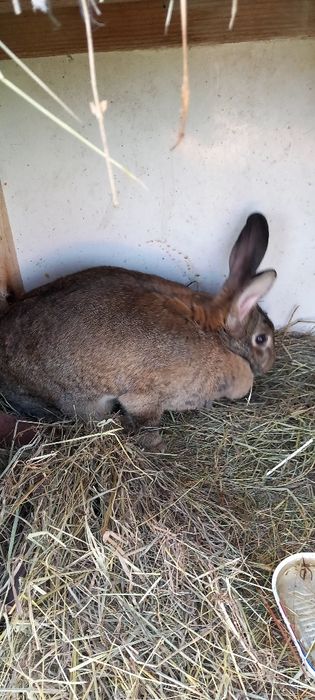 Sprzedam królowi Barany