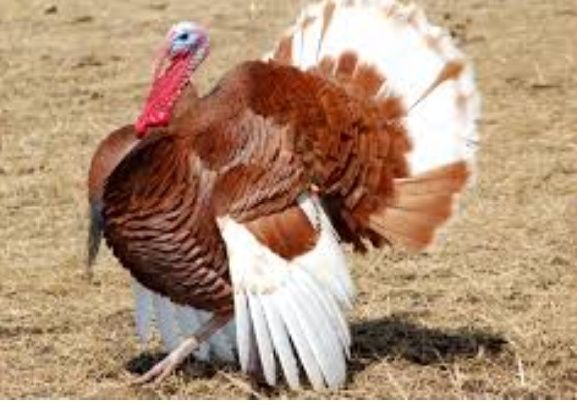 Інкубаційне яйце брама та індик бурбон