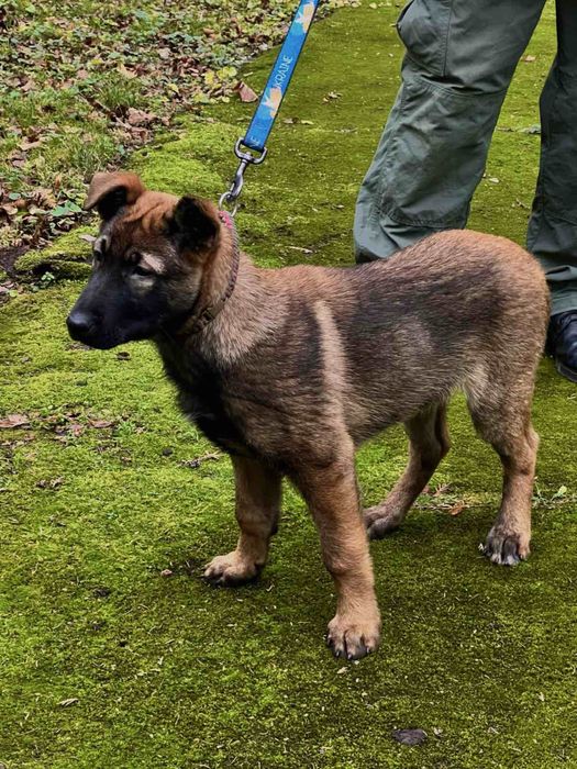 Щенок Бельгийской Овчарки «Малинуа»