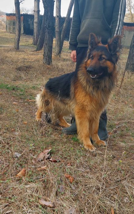 Кабель немецкая овчарка, вязка