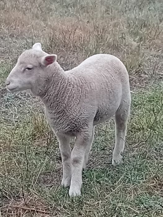 Borrega para venda