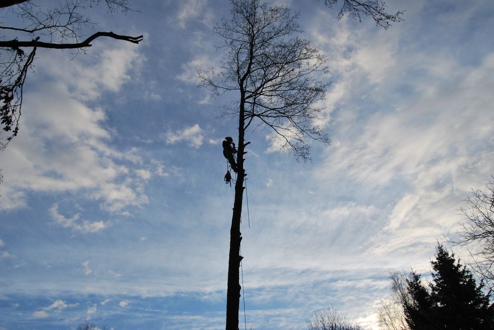 Wycinka i pielęgnacja drzew