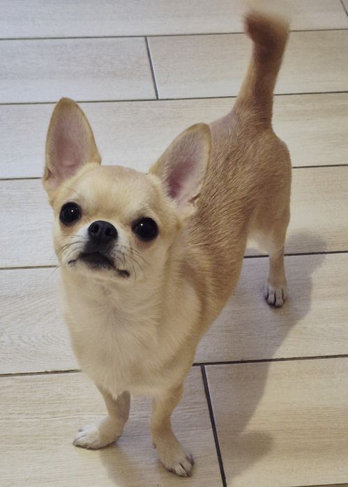 Вязка Чихуахуа мальчик