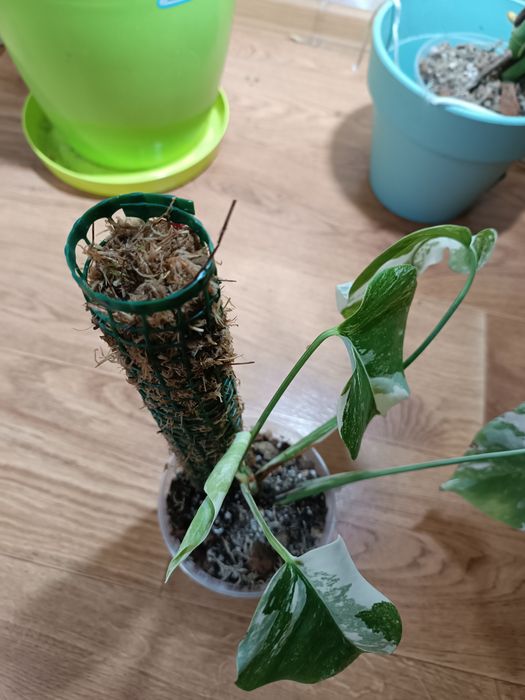 Мохові опори для рослин