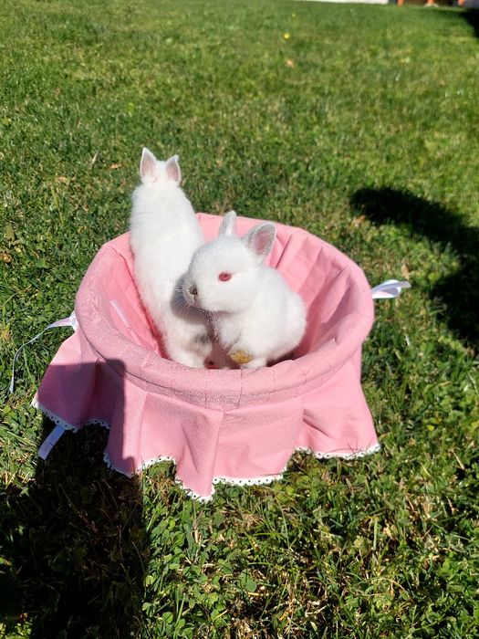 Coelhos anões bebés