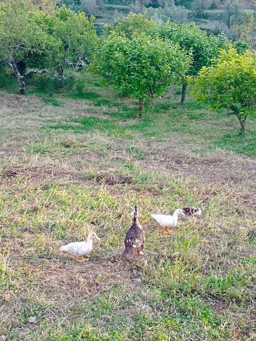 Patos de várias idades e cores
