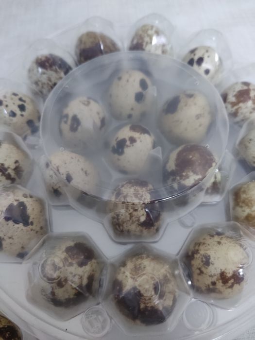 Перепилині яйця домашні