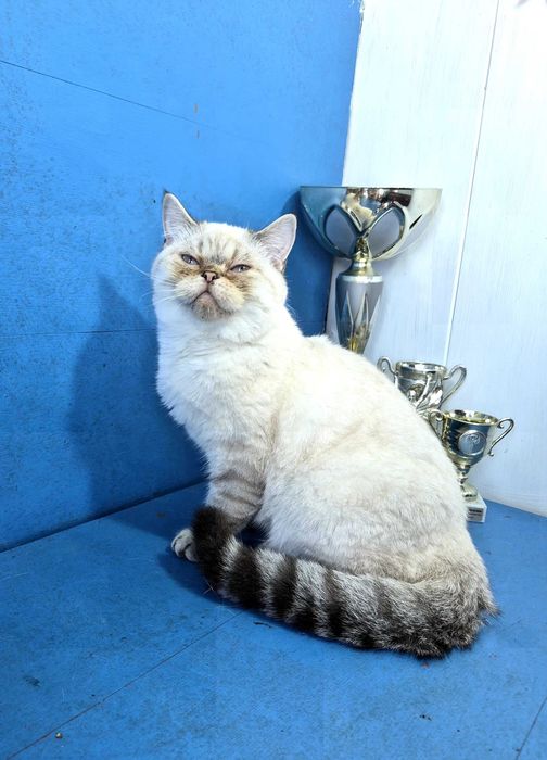 Шотландський красунчик