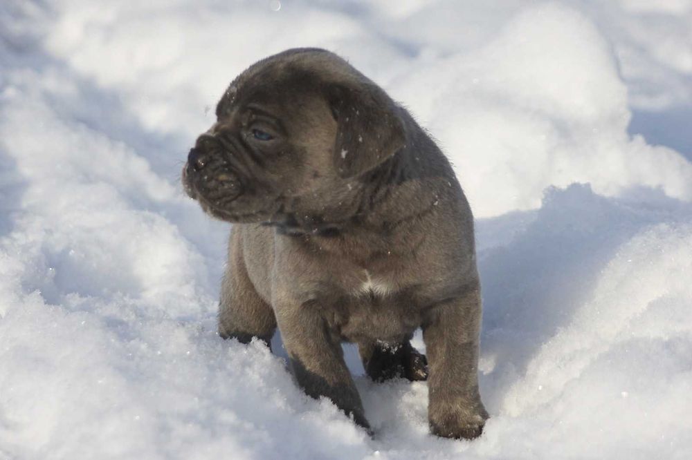 Блакитний кане корсо