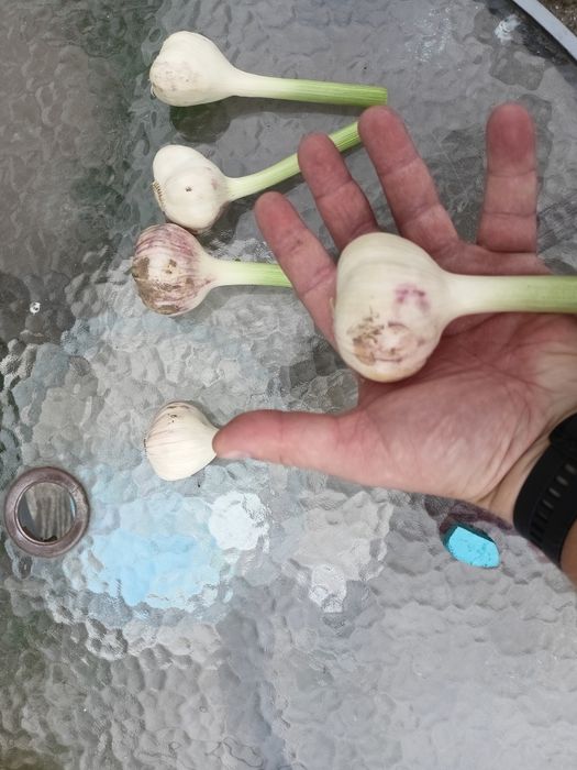 Sprzedam czosnek harnaś