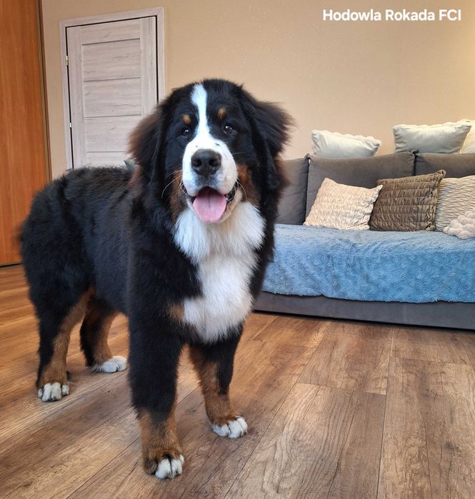 Berneński pies pasterski uroczy piesek z rodowodem ZKwP/FCI