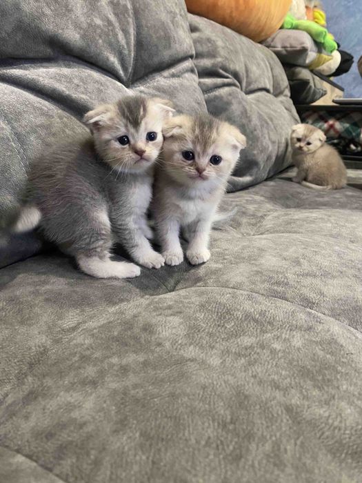 Шотландські котята