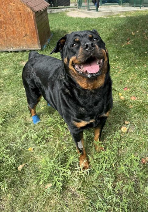 Irma - wyjątkowa dama w typie Rottweilera szuka domu - 6036/25