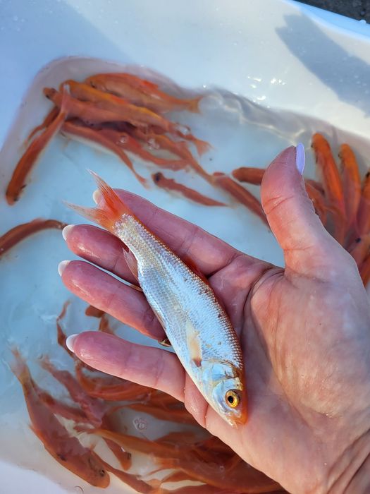 Amur karp koi karaś złota orfa jesiotr