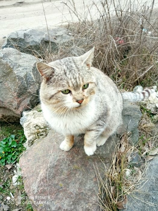 Тишка проситься в сім'ю