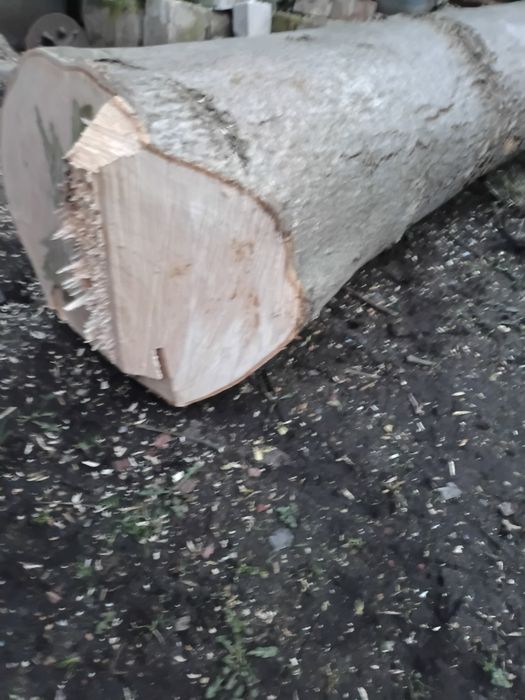 Drzewo jesiona kawałek odzimkowy