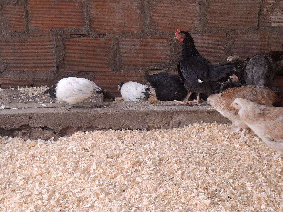 Aves de raça de várias idades