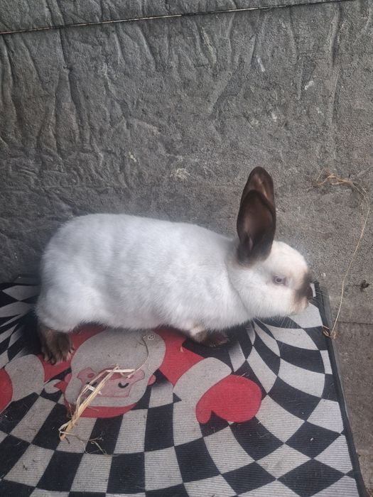 Samice kalifornijskie czarne