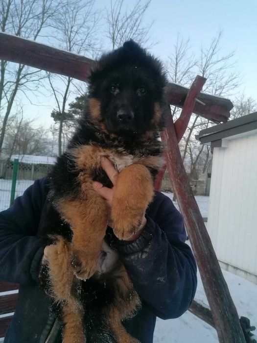 Owczarek niemiecki szczeniak pies