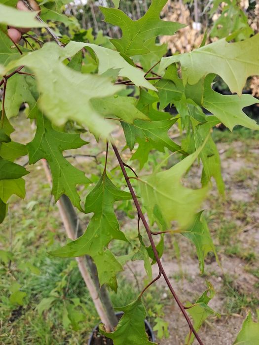 Dąb błotny /drzewa alejowe/