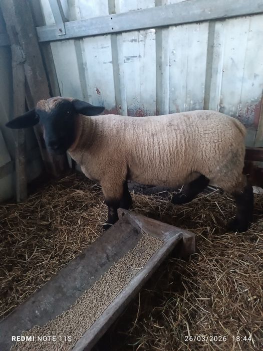 Borrego sufulk para criação