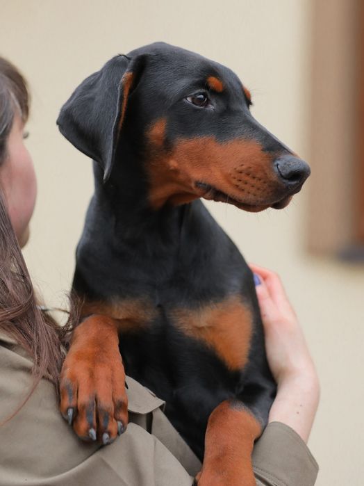 Doberman suczka, wysokiej klasy - Black Fusion FCI