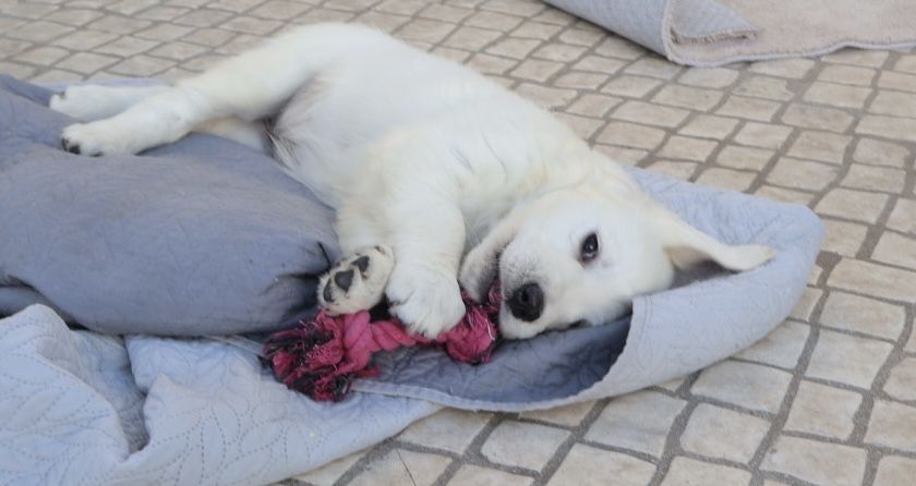 Golden Retriever fêmea com LOP