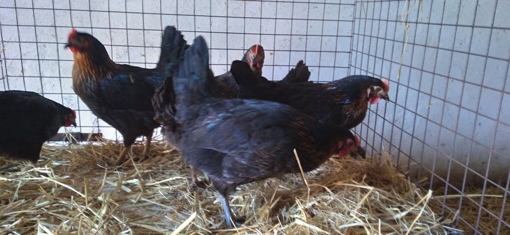 Kury Rosa, Leghorn z jajkiem! Wysyłamy.