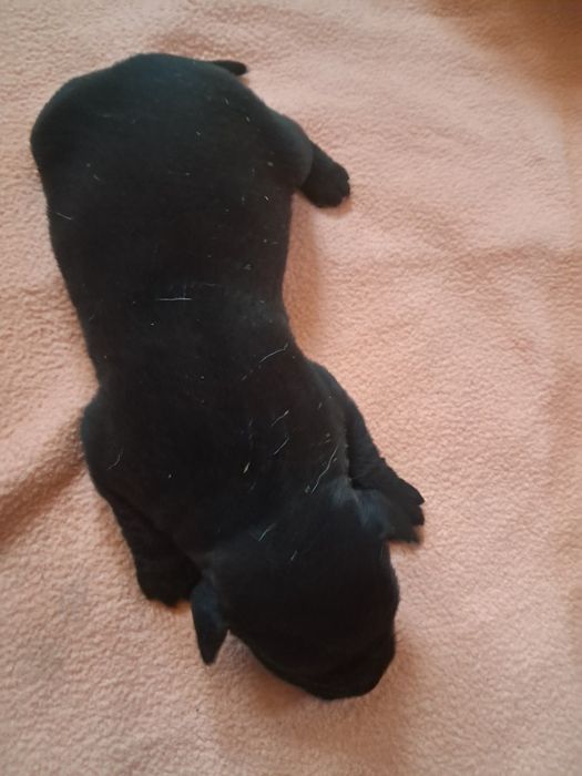 Labrador retriever dziewczynka czarna