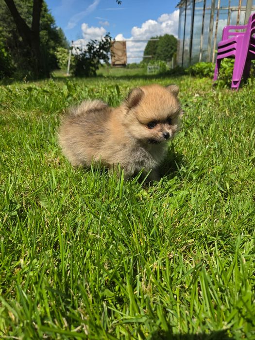 Pomeranian , szpic miniaturowy