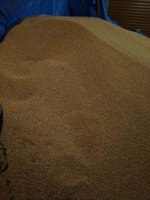 Продам  пшениця, ячмінь.