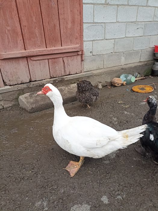 Продам індокачора шипуни