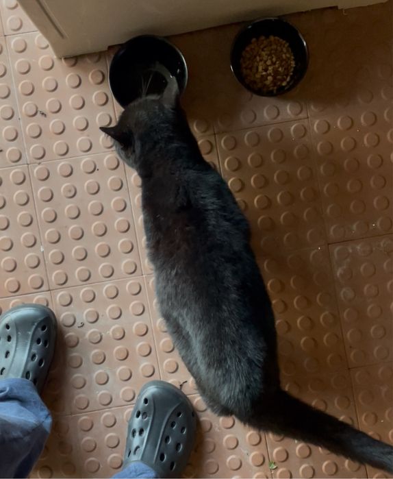 Gatinho preto para adopcao