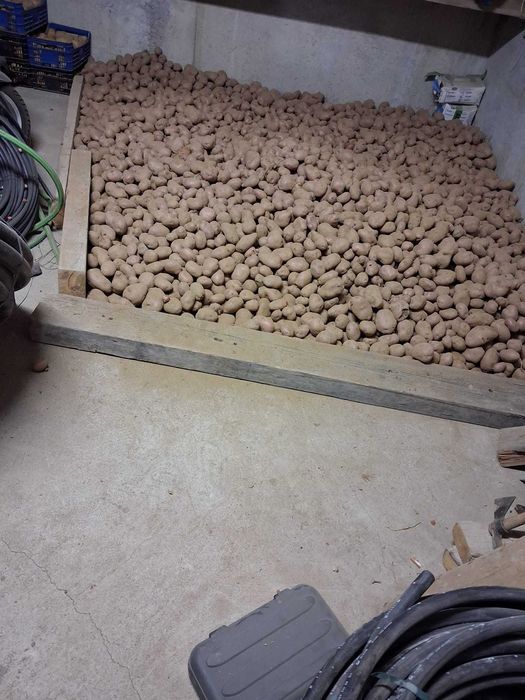 São para vender  , a 0.70 euros  kilos. São batatas particulare
