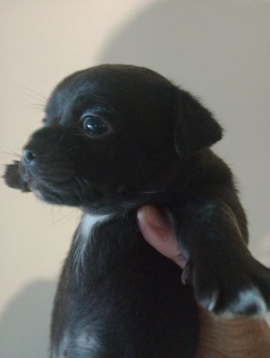 Чихуахуа цуценята