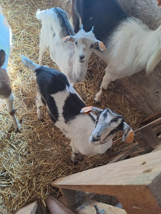 Sprzedam młode kózki