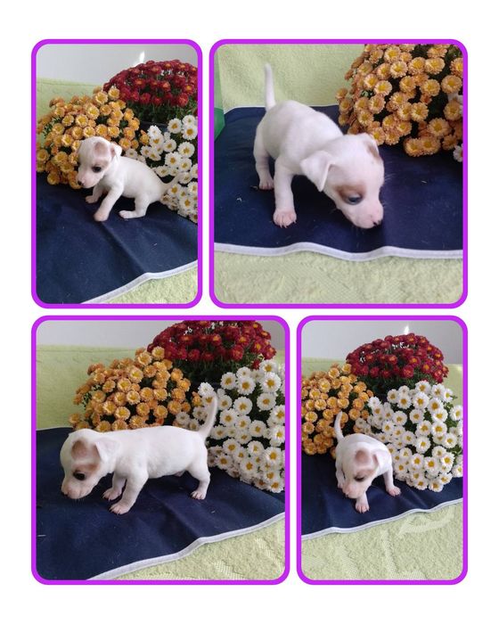 Джек расл цуцики