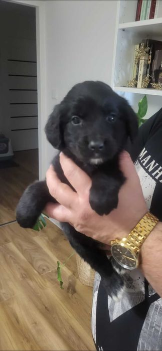 Golden Mountain Dog Golden Retriever +Berneński Pies Pasterski