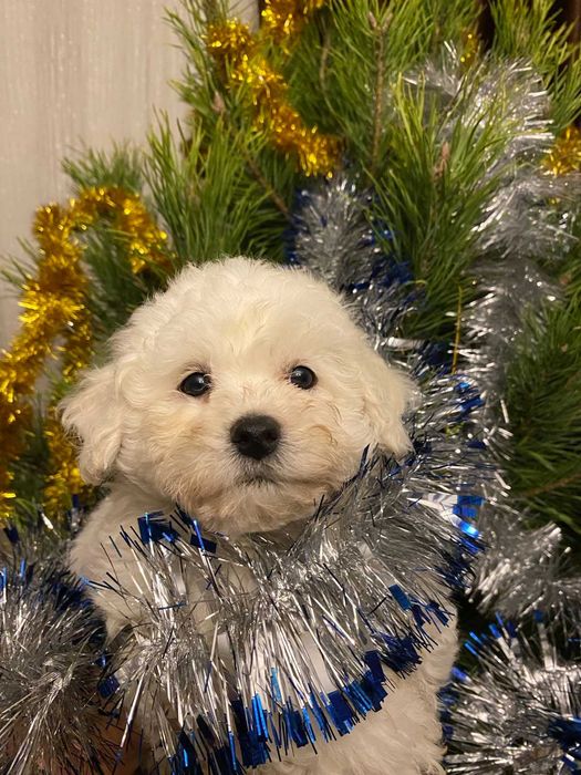 Продам цуценят породи Бішон Фрізе