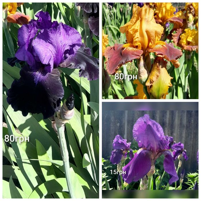 Іриси карликові та високі