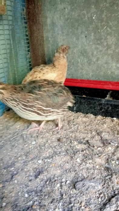Ovos de codorniz caseiros e criadas de forma natural