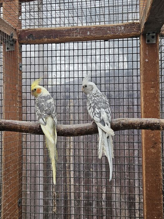 Nimfy papugi  samiec białogłowy