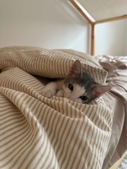 Adoção Gatinho com vacinas e microchip