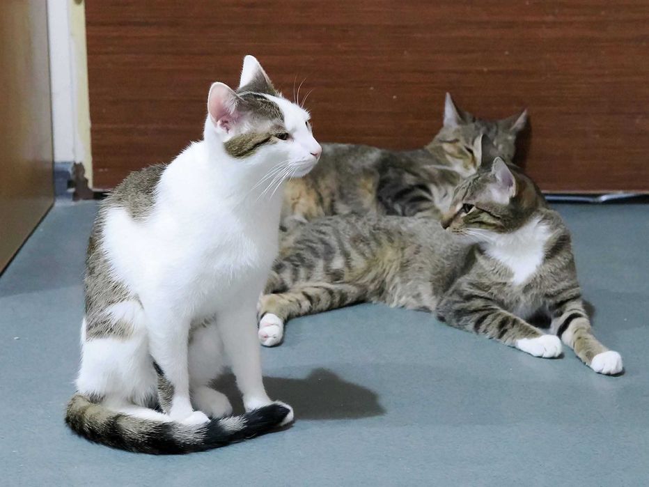 Gang motoryzacyjny – Aston, Martin i Kadett czyli szybcy i piękni