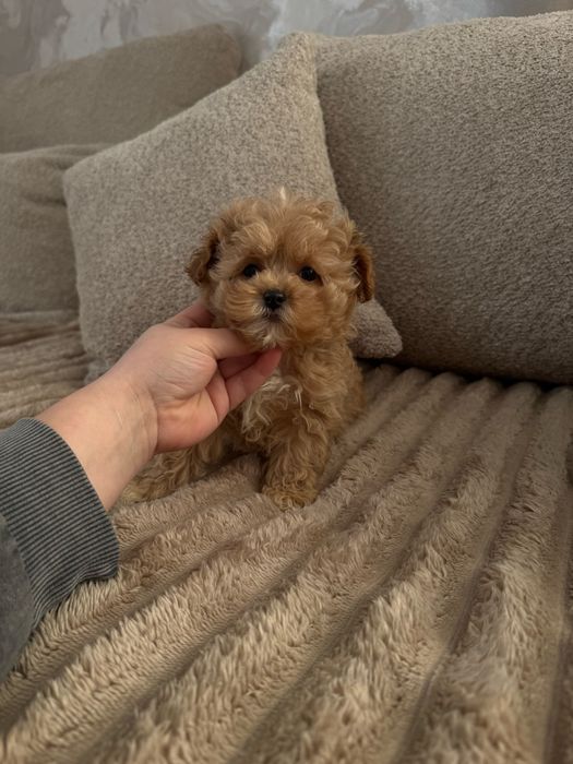 Vip Maltipoo F1 boy мальтіпу ф1 хлопчик супер міні мікро бейбі фейс