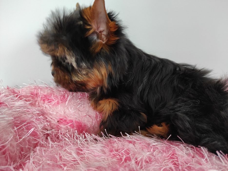 Yorkshire z rodowodem